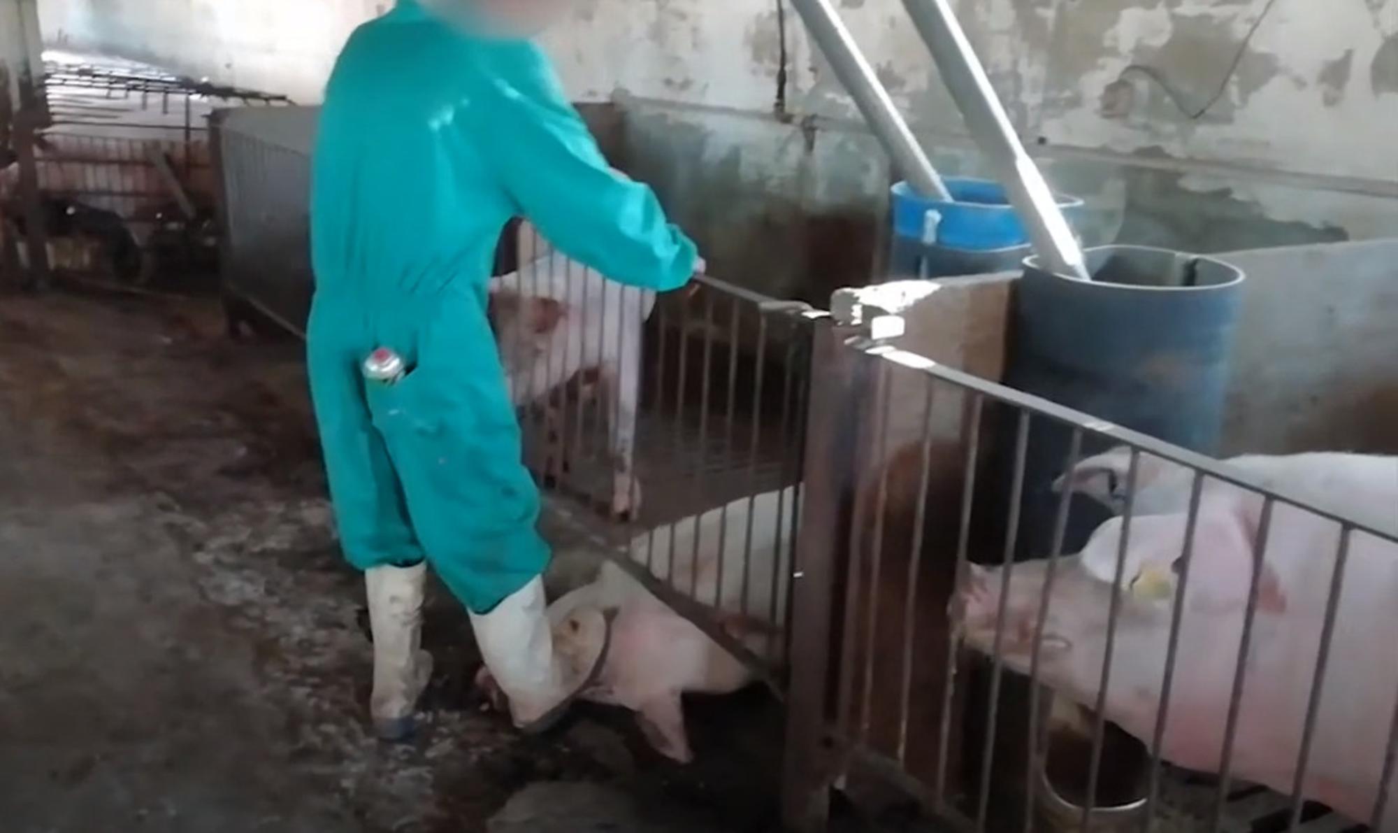 Granjas de cerdos: criados para abastecer el matadero